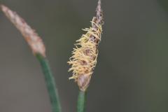 Eleocharis limosa