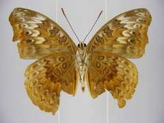 Euryphura chalcis chalcis