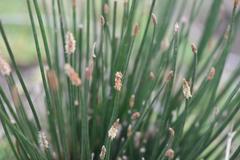 Eleocharis limosa