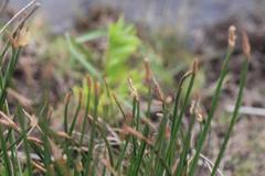 Eleocharis limosa