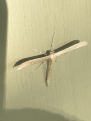 Hellinsia homodactylus