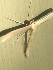 Hellinsia homodactylus