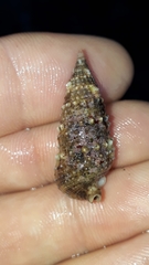 Rhinoclavis sinensis