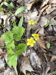 Waldsteinia fragarioides