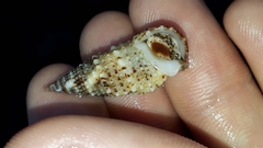 Rhinoclavis sinensis