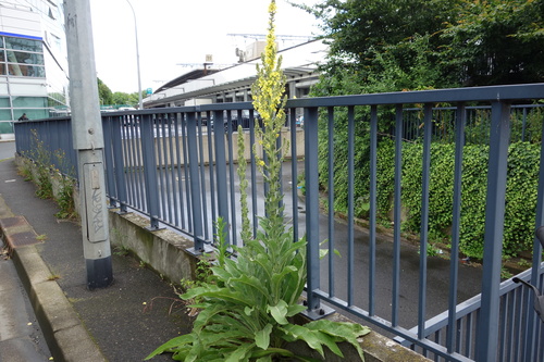Image of Verbascum speciosum by (c) Clément Maouche, some rights reserved (CC BY)