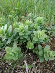 Hylotelephium telephium