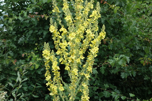 Image of Verbascum speciosum by (c) Clément Maouche, some rights reserved (CC BY)