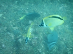 Johnrandallia nigrirostris