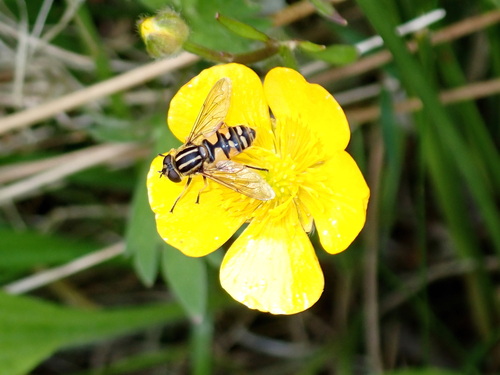 Sun Fly
