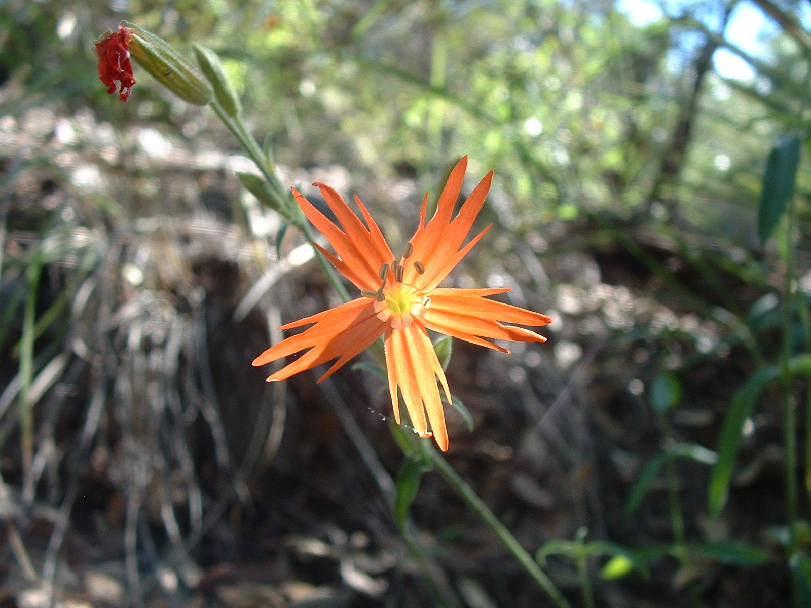 Silene laciniata ssp. greggii