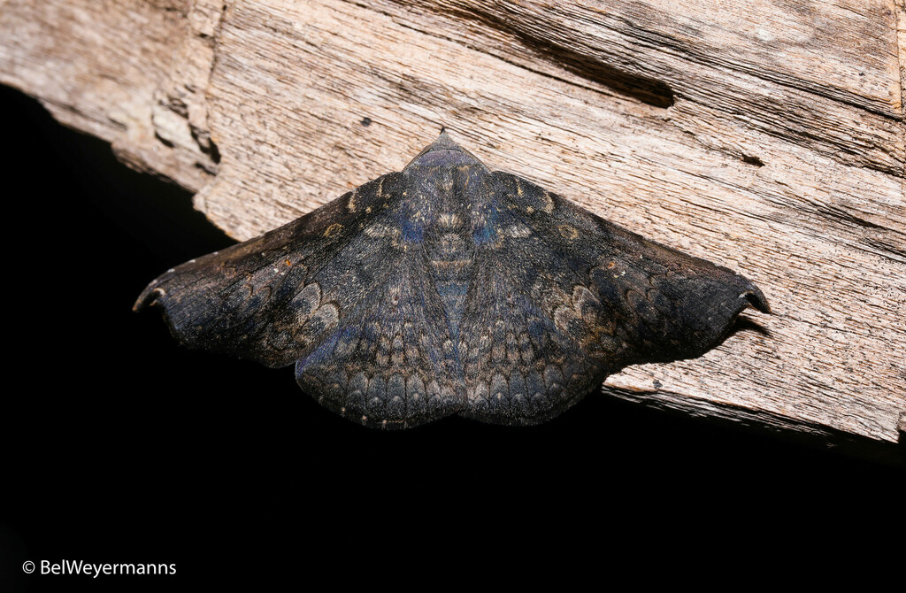 Drepanoperas falcigera