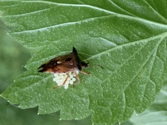 Elasmucha ferrugata