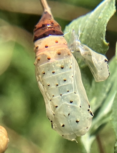 Bordered Patch photo 5