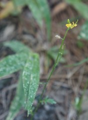 Barbarea verna
