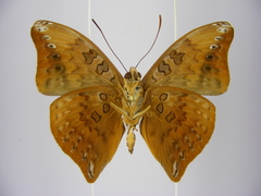 Euryphura chalcis chalcis