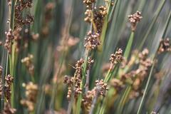 Juncus kraussii