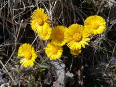 Tussilago