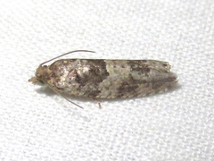 Pseudexentera knudsoni