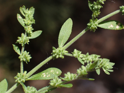 Herniaria polygama