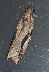 Statherotis pendulata