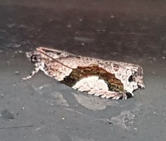 Statherotis pendulata