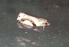 Statherotis pendulata