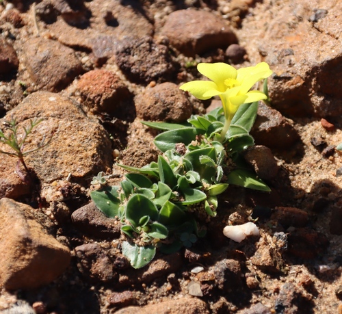 Image of Moraea galaxia by (c) Tony Rebelo, some rights reserved (CC BY-SA)