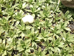 Azorella ruizii