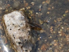 Gerris latiabdominis