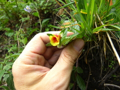 Oenothera epilobiifolia