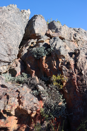 Oscularia piquetbergensis (Oscularia piquetbergensis)