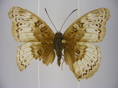 Euryphura chalcis chalcis