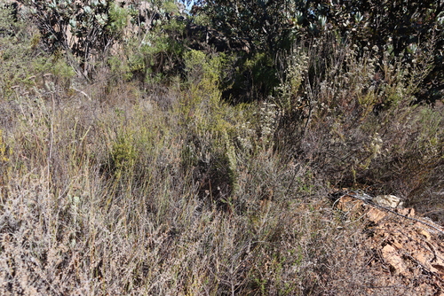 Image of Serruria aitonii by (c) Tony Rebelo, some rights reserved (CC BY-SA)