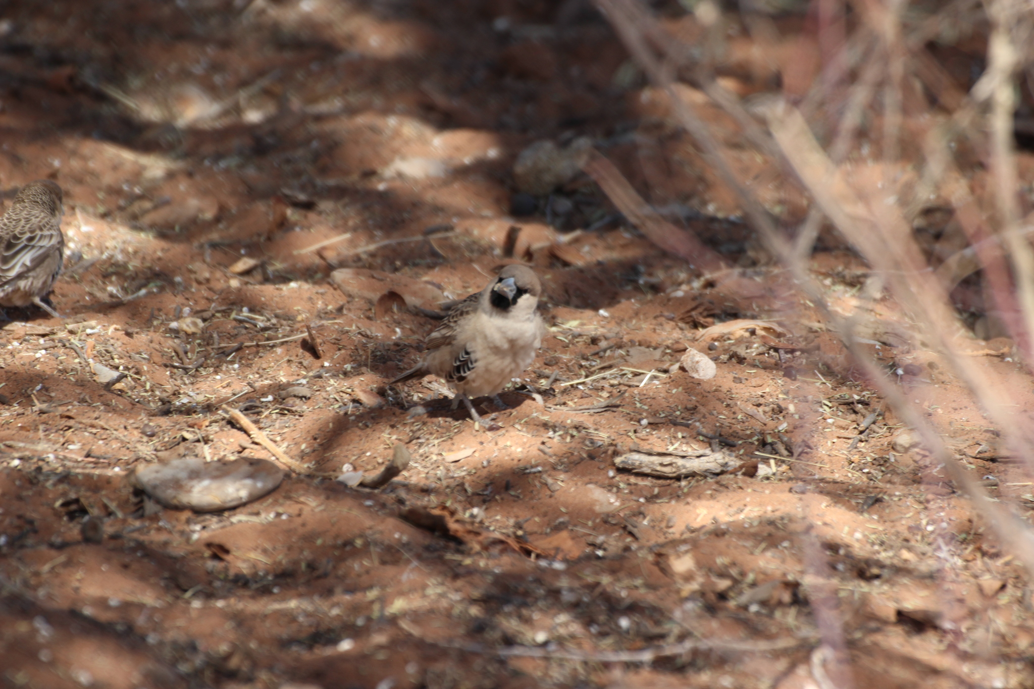 Sociable Weaver (Philetairus socius)