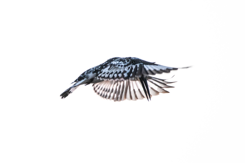 Pied Kingfisher (Ceryle rudis), photo 10