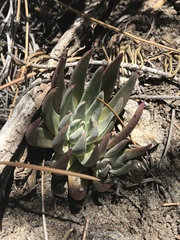 Dudleya pauciflora