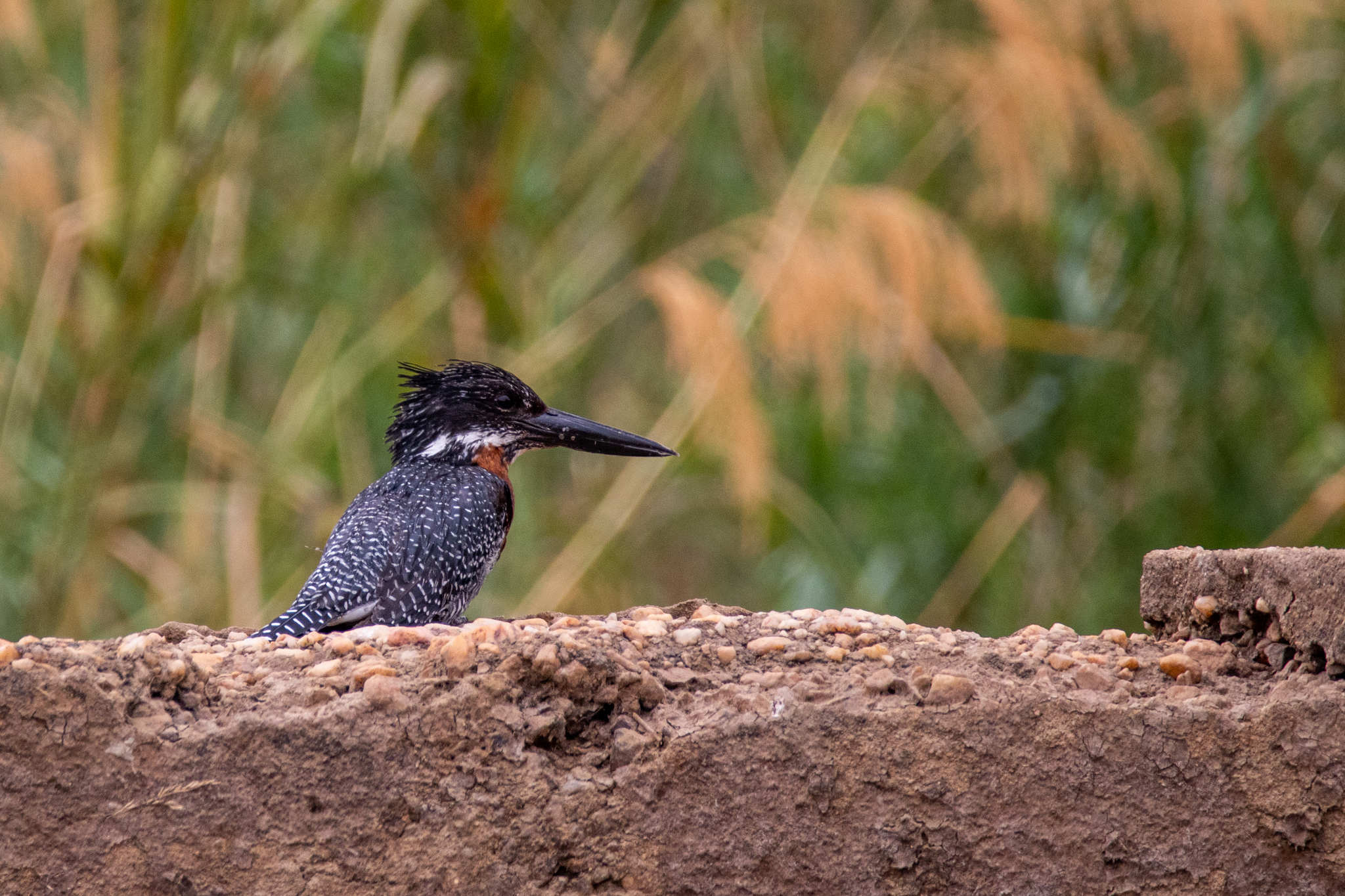 Giant Kingfisher illustration