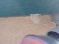 Dolichovespula maculata