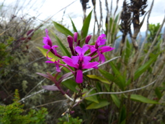 Epidendrum jamiesonis