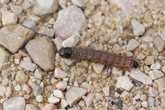 Apamea monoglypha