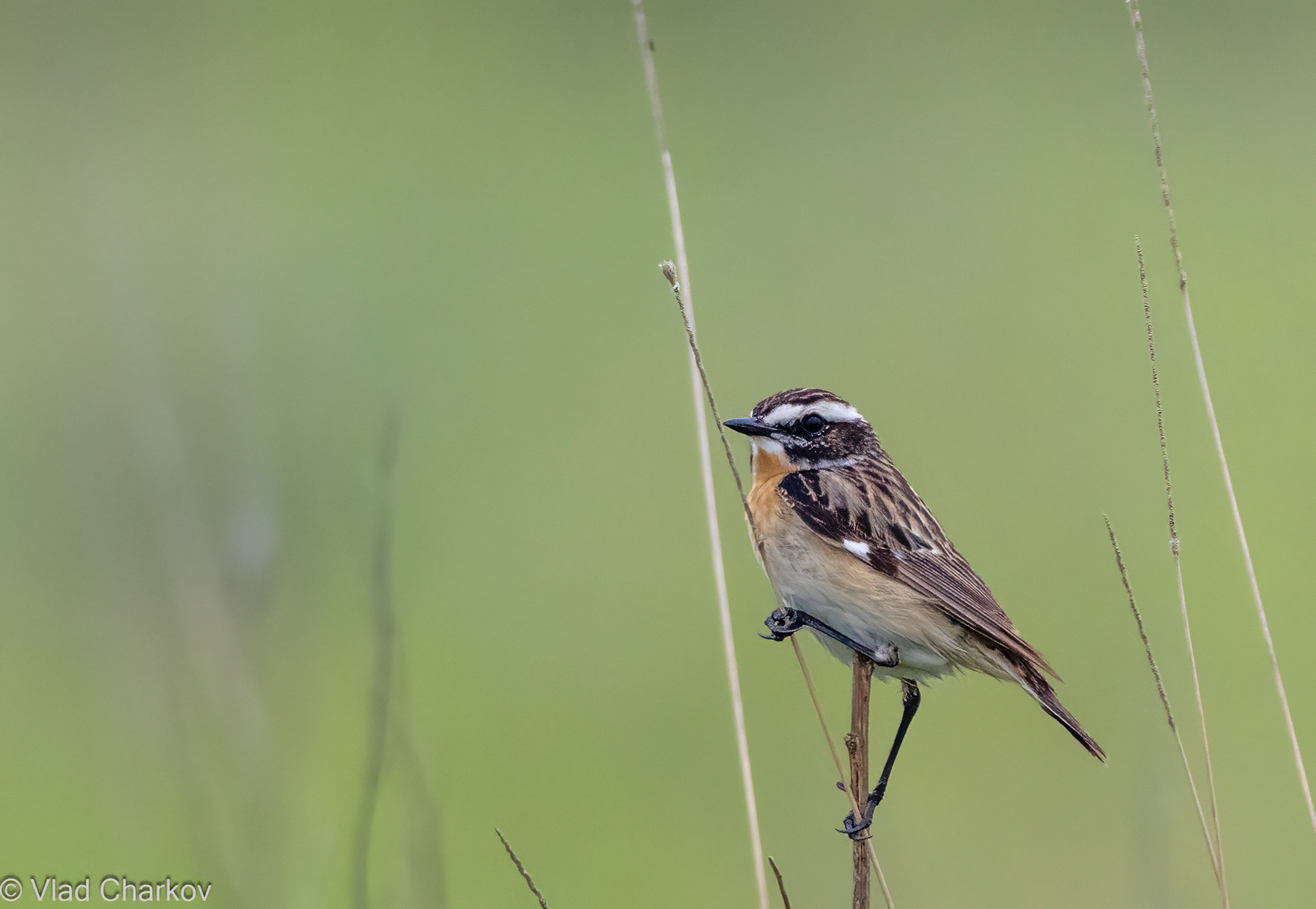 iNaturalist.org. В. Чарков, Алатырский р-н Чувашия, июнь 2024