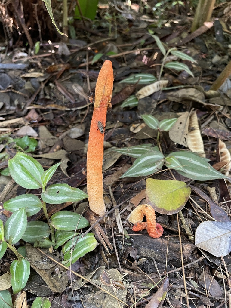 Satyrus rugulosus · June 2024 · photo: © deboas (iNaturalist, cc0)