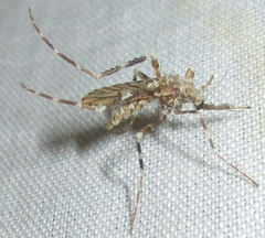 Mucidus