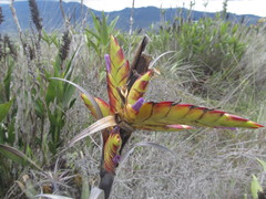 Tillandsia lajensis