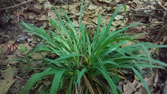 Carex laxiflora