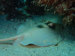 Trygonoptera personata