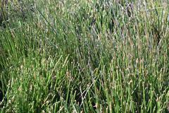Eleocharis limosa