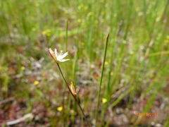 Juncus stygius americanus