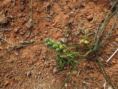 Albuca virens